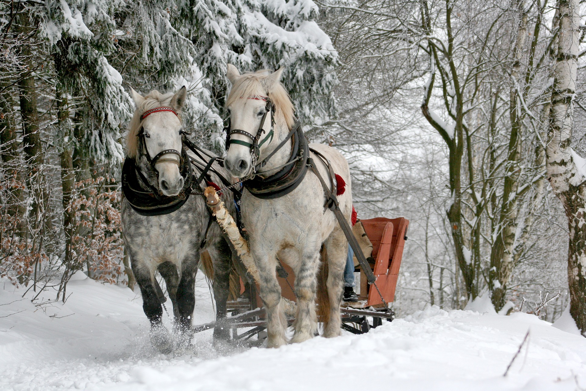 horses pulling a sleigh through snow