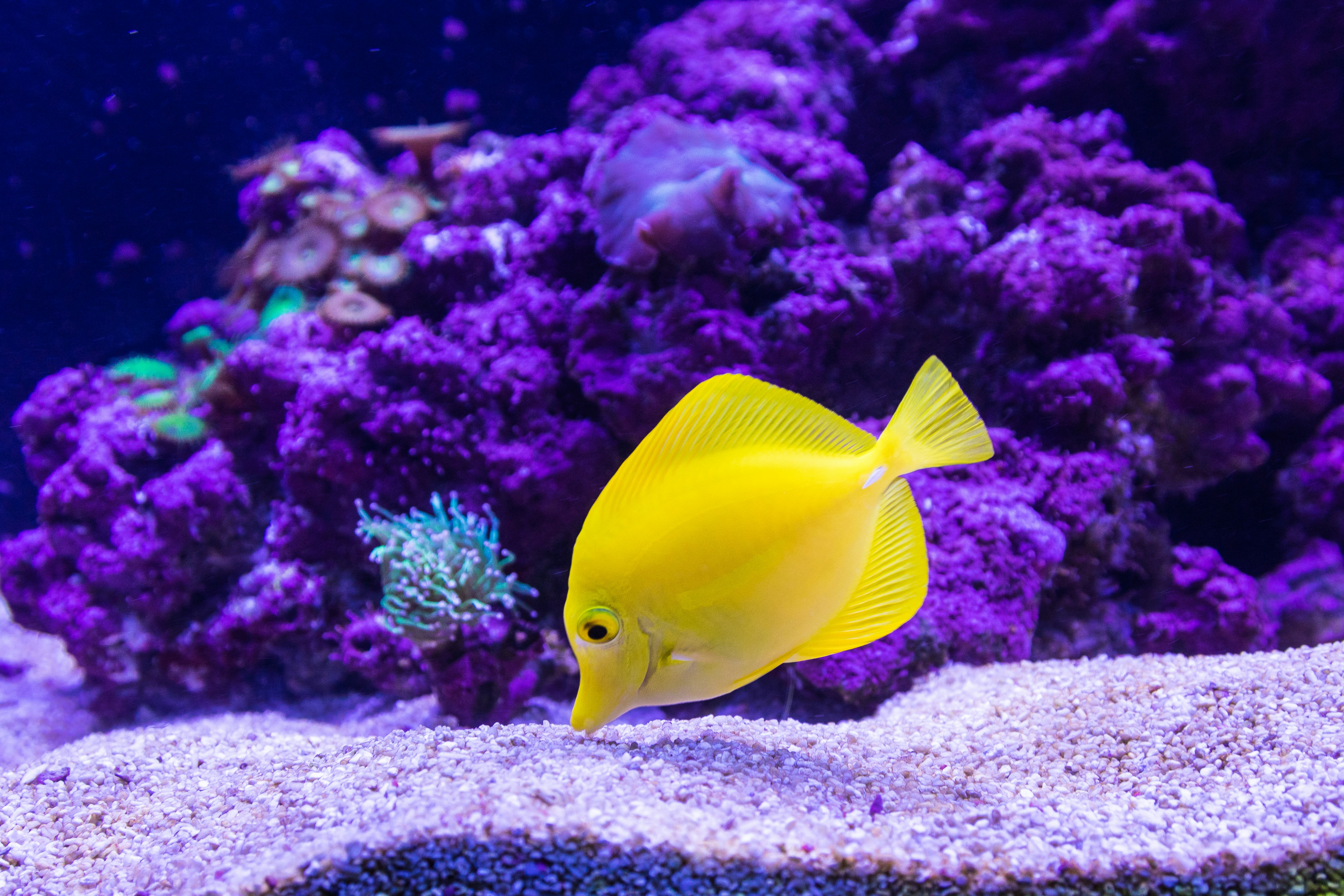 yellow fish with purple background