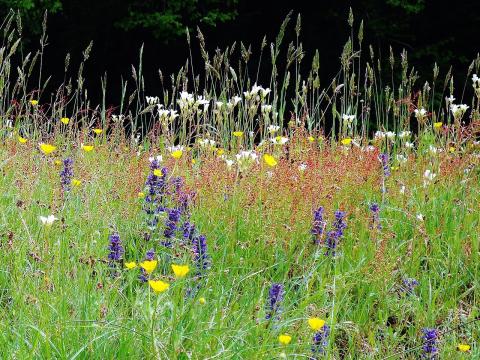 wildflowers