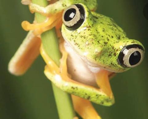 frog clinging to a plant