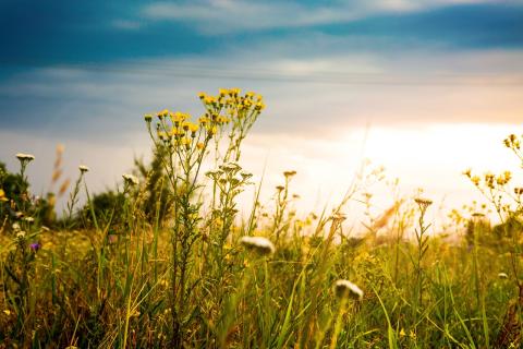 yellow prairie flowers