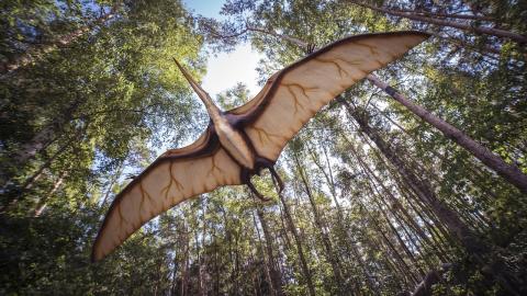 pterosaur flying through treetops