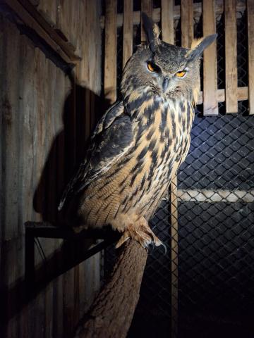 photo of a great horned owl