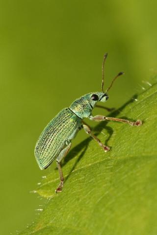 Bug crawling on green leaf