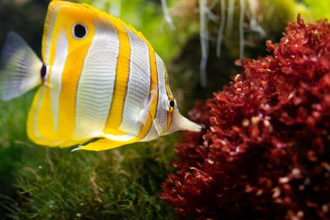 Striped yellow and white saltwater fish