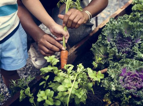 hands holding a carrot in a garden