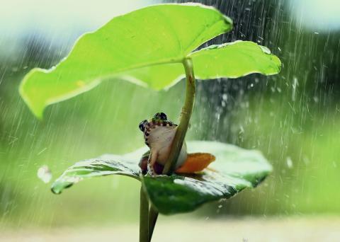 frog in rain under leaf
