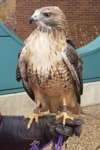 Red tailed hawk