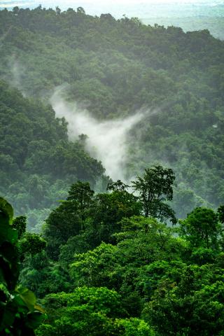 rainforest trees and mist from above