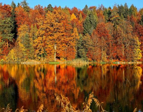 trees with orange and yellow leaves near water
