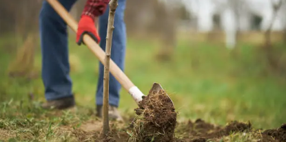 tree planting