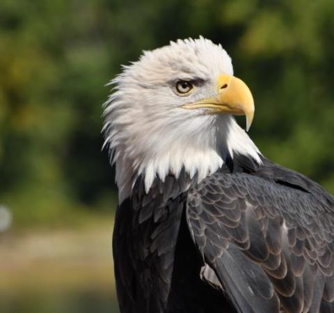 bald eagle
