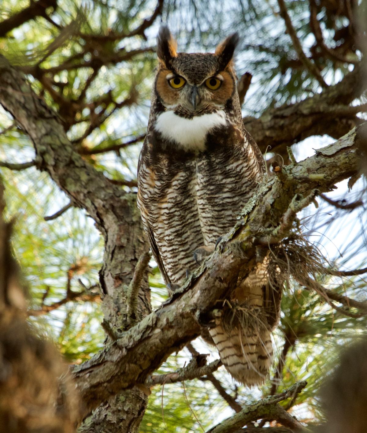 great horned owl sitting on a tree branch