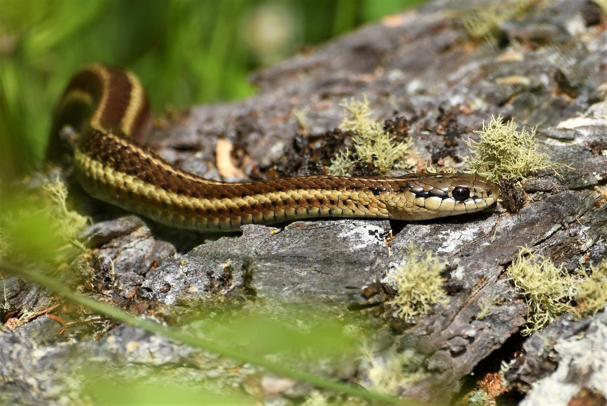 Garter Snake