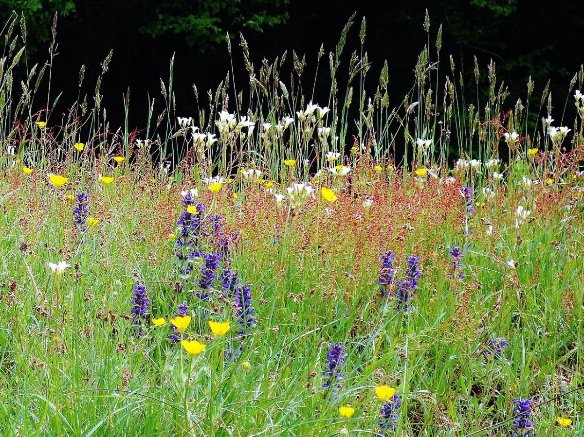 wildflowers