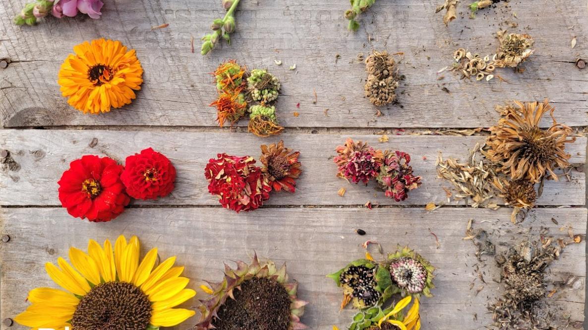 flowers and seeds