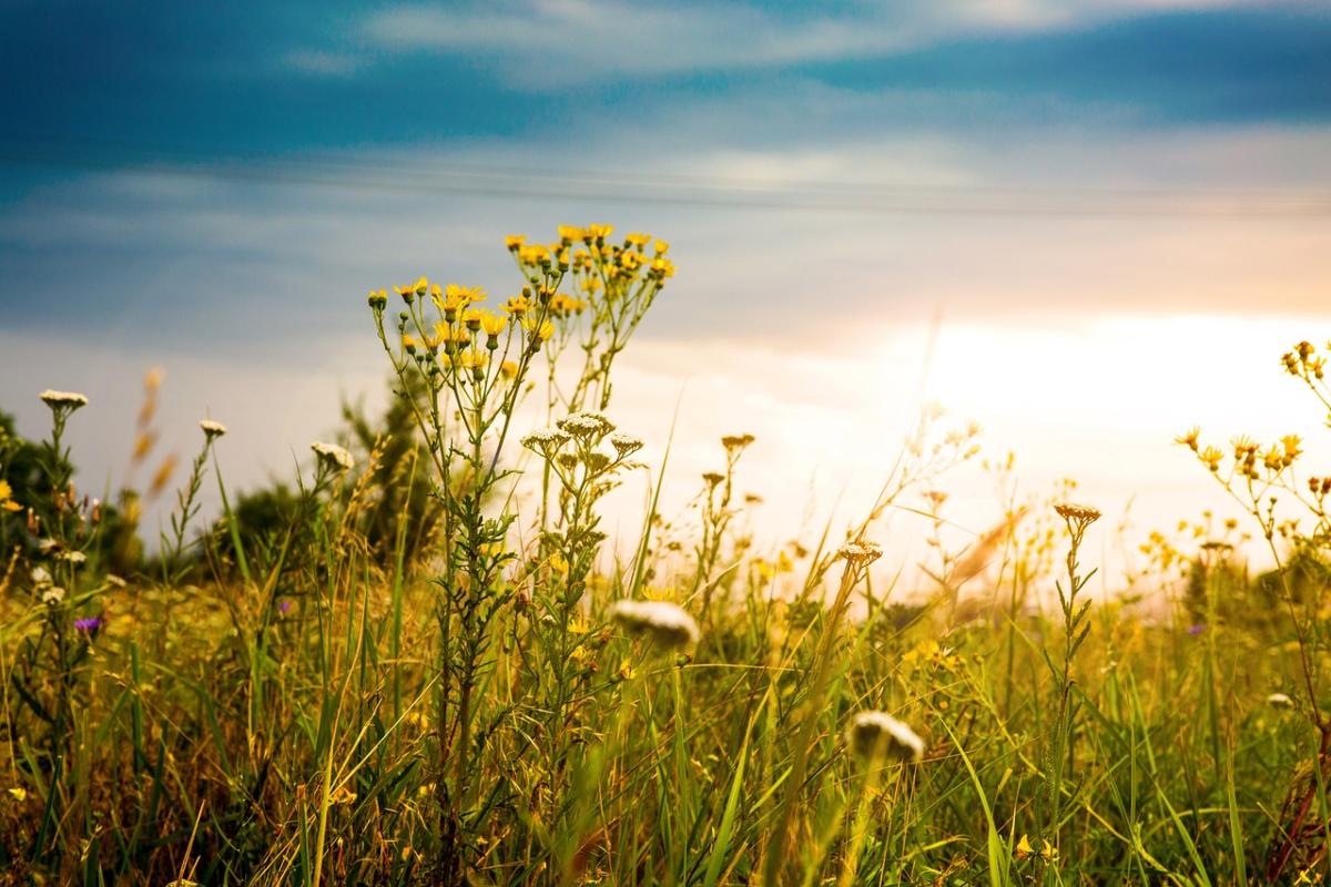 yellow prairie flowers