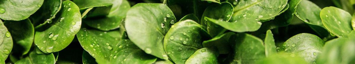 leaves with water droplets