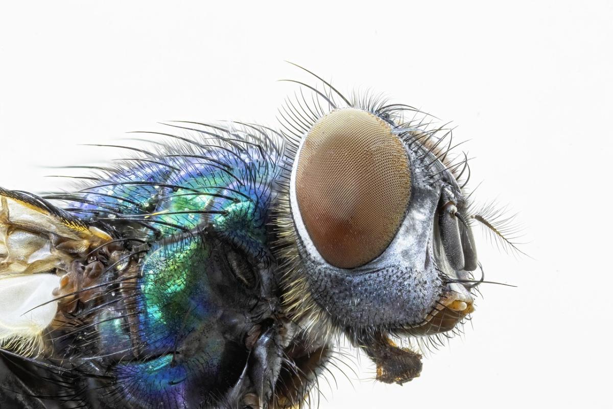 super close up photo of a fly