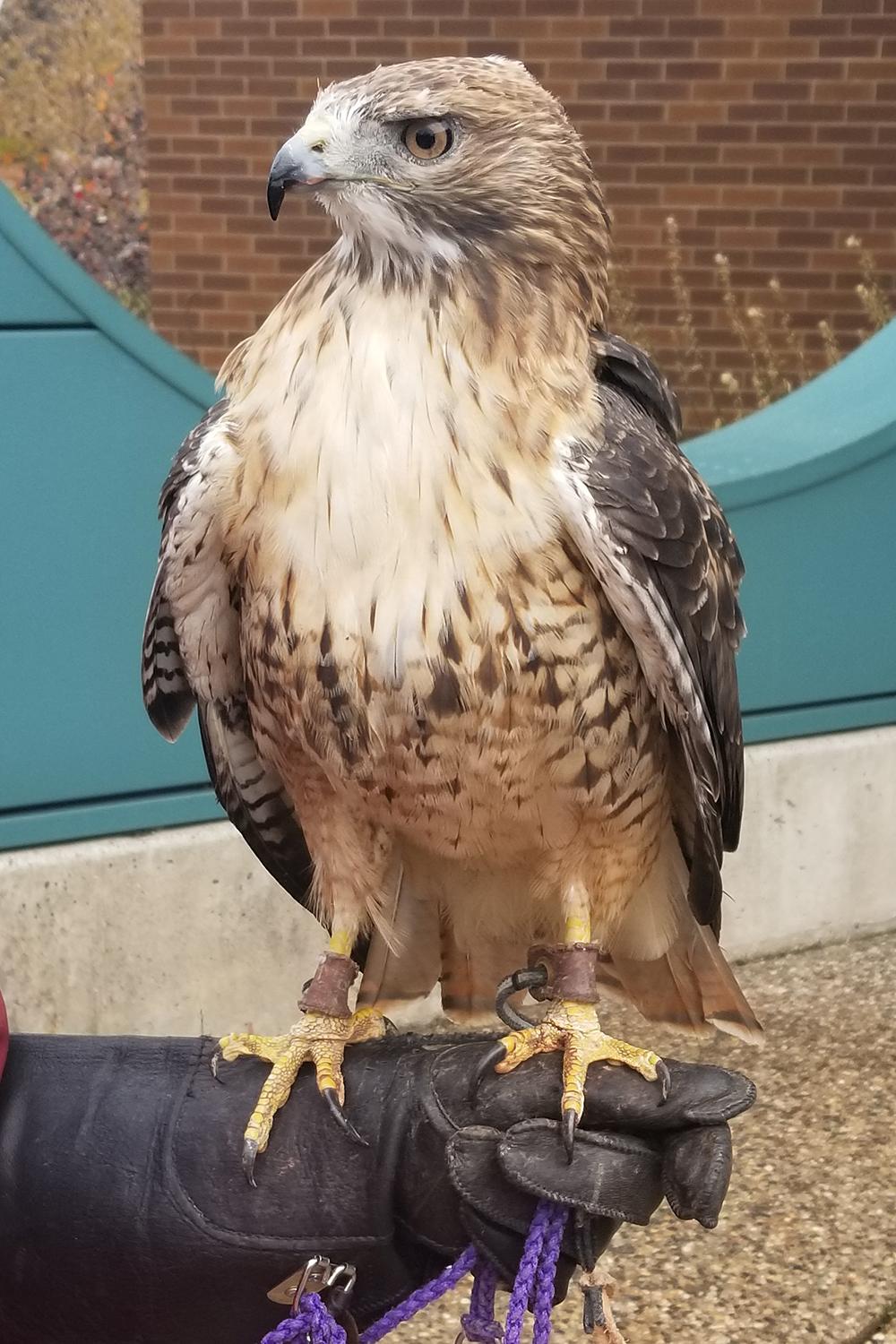 Red tailed hawk