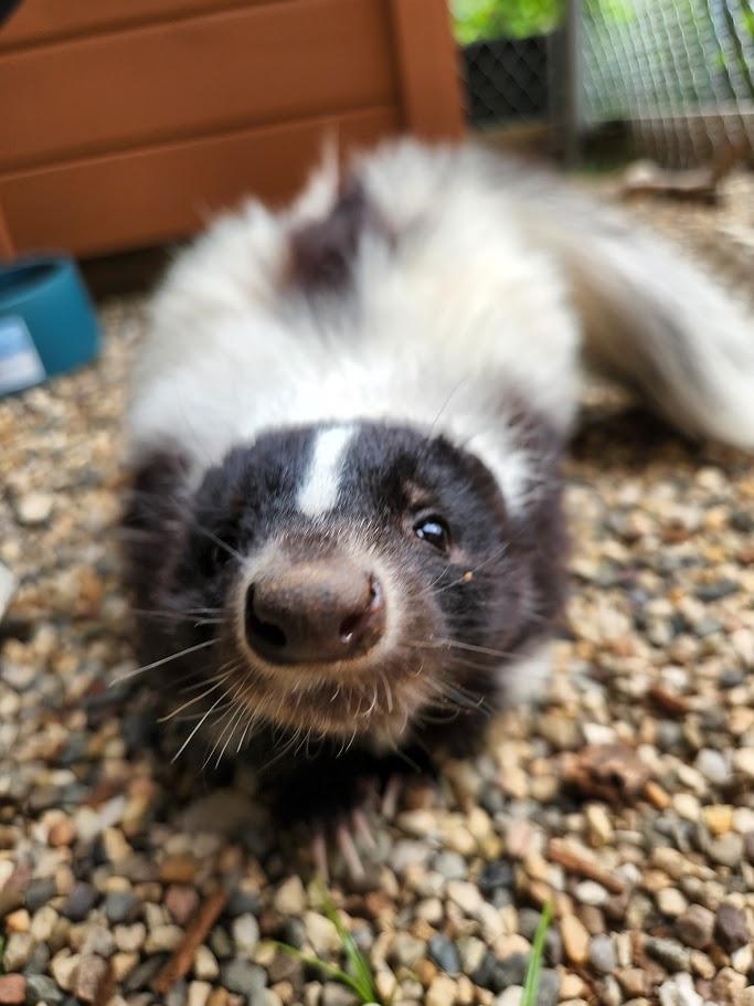 a small skunk